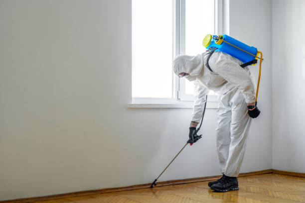 Reliable Fort Irwin, CA Pest Control Solutions