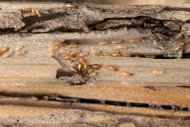 Best Rat Extermination Near Me  in Fort Irwin, CA