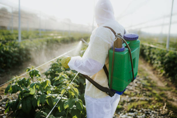 Best Wasp Removal Services  in Fort Irwin, CA